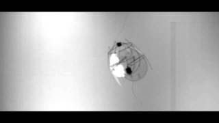 Mini Flying Robot Hovers Like Jellyfish  Video [upl. by Acnairb]