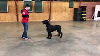 Super Giant Schnauzer quotQuillquot 14 Mos ObedienceTricksPersonal Protection Dog [upl. by Arleen19]