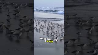 Why Do Sanderlings Scurry on the Beach with the Waves shortsviral shortsfeed shortsvideo shorts [upl. by Krystyna]