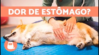 7 REMÉDIOS CASEIROS PARA DOR DE ESTÔMAGO EM CÃES 🐶✅ [upl. by Moises]