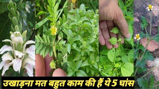 5 chamtkari ayurvedic ghas jo road pe ugate hai  5 medicinal weeds [upl. by Sergius]