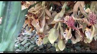 Crazy Stanhopea and Many Other Beautiful Things Orchids in Australia [upl. by Yorgos551]