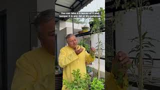 Moringa oleifera A Superfood with Amazing Health Benefits [upl. by Yotal]