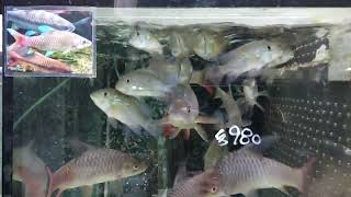 Geophagus brasiliensis 89cm 綠彩 [upl. by Skill]