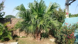 Table PalmChinese Fan Palm Tree [upl. by Asyram]