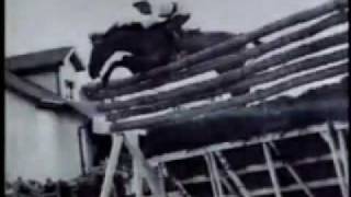 World Record Show Jumping  Huaso Horse [upl. by Zora]