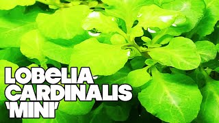 Lobelia Cardinalis Mini  3 Gallon Planted Tank [upl. by Renfred]