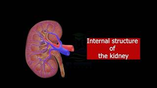 Nephron structure and function human urinary system class 12structure function of kidney nephron [upl. by Lutero]