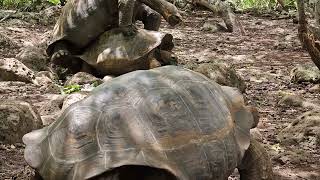 Galapagos giant tortoise mating [upl. by Kym944]