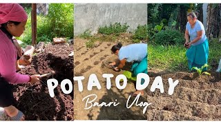 POTATO Day 😁  Gardening potato [upl. by Odnomyar]