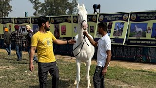 Jagraon Horse Show 2024 [upl. by Nitsur]