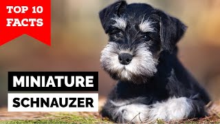 Miniature Schnauzer  Top 10 Facts [upl. by Nodnahs]