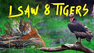 8 Tigers in 1 safari Tala Zone Bandhavgarh Tiger Reserve  4K Video Hindi  हिन्दी [upl. by Bevin]