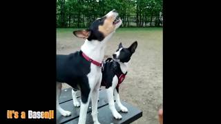 The Basenji Yodel Baroo [upl. by Hoffmann978]