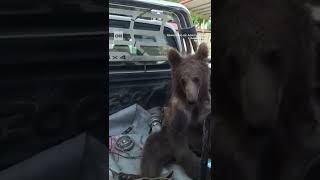 Encontraron a un cachorro de oso intoxicado por exceso de la llamada “miel loca” [upl. by Karlik]