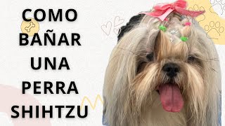 CÓMO BAÑAR UNA PERRA SHIHTZU Y REALIZAR PEINADOS CON MOÑOS [upl. by Fredelia]