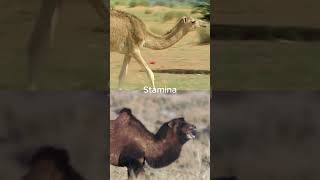 Dromedary Camel vs Bactrian Camel shorts [upl. by Tiffani849]