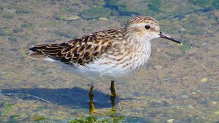 Least Sandpiper [upl. by Moyer]