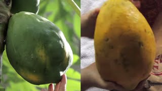 When to Harvest Papaya  Grow Everything  Episode 6 [upl. by Lledraw]