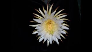 hylocereus purpusii [upl. by Sefton]