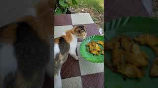 Machh khabe puchhu 🥰 Sumitrapaul aradhhaana youtubeshorts bollywood song catvideos catlover [upl. by Aidyl]