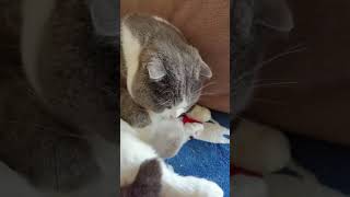 British Shorthair Cat Grooming Routine Tips for a Healthy Coat aumuca aumucapetbrush cat cats [upl. by Noryb686]