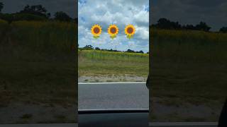 Sunflowers in Thonotosassa Florida florida sunflower explore travel roadtrip [upl. by Howe]