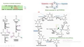 síntesis de novo pirimidinas bioquímica biochemistry [upl. by Firmin]