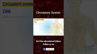 Circulatory System  Functions Parts amp Facts  Heart  Blood Composition  Cells  Science shorts [upl. by Doreg]