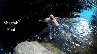 Wild Swimming Devon River Dart Sharrah Pool [upl. by Wadlinger959]