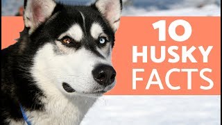 10 Things You Didn’t Know About the Siberian Husky [upl. by Sprague]