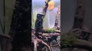 shrimp 🦐 breeding prat 3 [upl. by Icul]