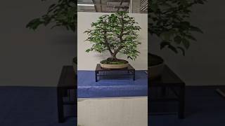 What do you think about hornbeam bonsai🌳 free daily inspiration shorts fyp fy bonsai [upl. by Aruasi]