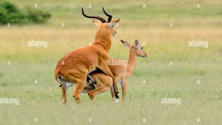 Weird Mating Rituals and Rare Reproduction of Antelopes An Extraordinary Insight  iknow [upl. by Thibault]