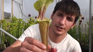 TIPS para el Cultivo de Sarracenia [upl. by Kcirdneked939]