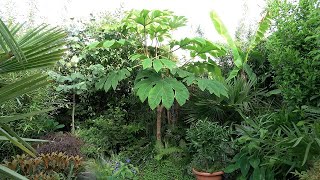 Tetrapanax Rate of Growth 2019  2022 [upl. by Noman183]