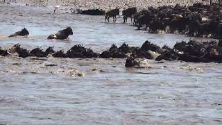 Wildebeest Migration Sept 2023 Mara River [upl. by Matta]