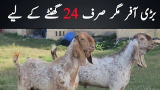 Aik Din Ki Offer Breeder Bakra  Goat Farming in Pakistan  Goat Farming [upl. by Smiley]