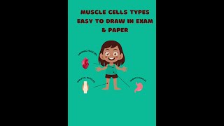 Muscle Cells TypesEasy to draw in exam and paper [upl. by Colan]