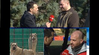 SivasKangalTV bozkangal kangal kangalköpekleri kangaldogs dog dogs doglover alabai [upl. by Janaye]