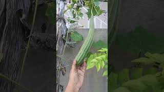 Organic beerakaya chettu plants vegetables shorts ytshorts [upl. by Naiva179]