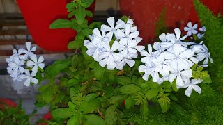 How to Grow and Care Plumbago  Best Summer Flowering Shrub  New Plant  Fun Gardening [upl. by Johnston]