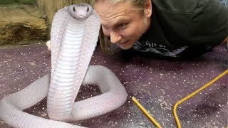 GETTING A VENOMOUS COBRA FOR THE REPTILE ZOO  BRIAN BARCZYK [upl. by Adnilemre]