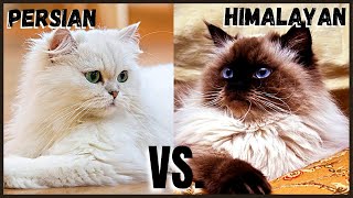 Persian Cat VS Himalayan Cat [upl. by Akirehc]