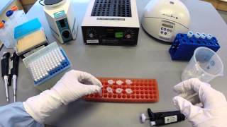 DNA Extraction Protocol  Part 1 [upl. by Dyer]