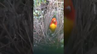 Flame Bowerbird Nest birds nature shorts [upl. by Amy]