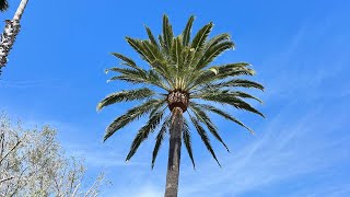 Poda de Phoenix canariensis con motosierra stihl ms200t y gancho de frutos o gumia [upl. by Ahsiekin]