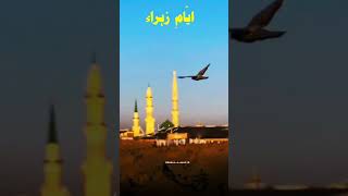 Shahadat Bibi Fatima Zehra sa Whatsapp Status ayyamefatmiyah imamali [upl. by Nevaj]