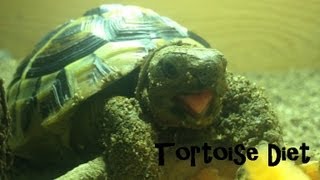 Mediterranean Tortoise Diet  Hermanns Horsfields Greek Egyptian and Marginated [upl. by Akalam]