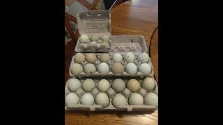 Araucana Chickens  Packaging Hatching Eggs for Shipping  April 182018 [upl. by Sudnor]